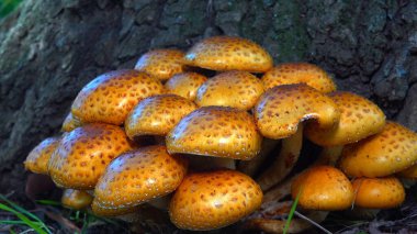 Golden pholiota - Pholiota aurivella, edible mushroom with golden yellowish color on tree trunk in garden, southern Ukraine clipart