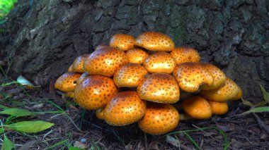 Golden pholiota - Pholiota aurivella, edible mushroom with golden yellowish color on tree trunk in garden, southern Ukraine clipart