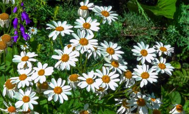 Tanasetum cinerariifolium (Asteraceae) - Sarı merkezli güzel beyaz papatyalar