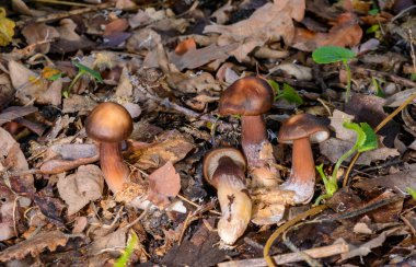 Rhodocollybia butyracea - young edible autumn mushroom among fallen leaves in the garden, Odessabutyracea clipart