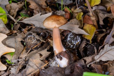 Rhodocollybia butyracea - young edible autumn mushroom among fallen leaves in the garden, Odessabutyracea clipart