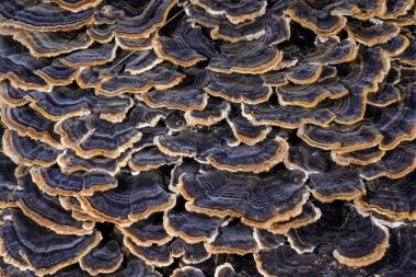 Çoklu gözenekli mantar Trametes versicolor - Ağaç mantarı bahçedeki çürümüş kütük, Odessa