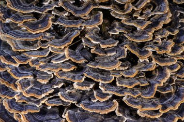 Çoklu gözenekli mantar Trametes versicolor - Ağaç mantarı bahçedeki çürümüş kütük, Odessa