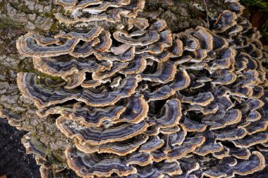 Çoklu gözenekli mantar Trametes versicolor - Ağaç mantarı bahçedeki çürümüş kütük, Odessa