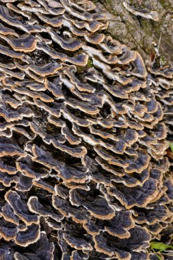 Çoklu gözenekli mantar Trametes versicolor - Ağaç mantarı bahçedeki çürümüş kütük, Odessa