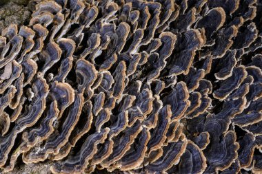 Çoklu gözenekli mantar Trametes versicolor - Ağaç mantarı bahçedeki çürümüş kütük, Odessa