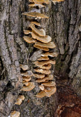 Çoklu gözenekli mantar Trametes versicolor - Ağaç mantarı bahçedeki çürümüş kütük, Odessa
