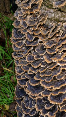 Çoklu gözenekli mantar Trametes versicolor - Ağaç mantarı bahçedeki çürümüş kütük, Odessa