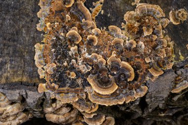 Çoklu gözenekli mantar Trametes versicolor - Ağaç mantarı bahçedeki çürümüş kütük, Odessa