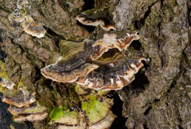Çoklu gözenekli mantar Trametes versicolor - Ağaç mantarı bahçedeki çürümüş kütük, Odessa