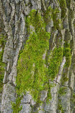 Brachythecium salebrosum - green moss on the trunk of an old tree, Odessa clipart