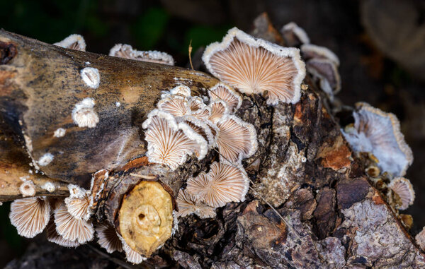 Split-gill mushroom Schizophyllum commune - wood-destroying fungus species on rotten stump in garden