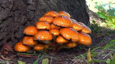 Golden pholiota - Pholiota aurivella, edible mushroom with golden yellowish color on tree trunk in garden, southern Ukraine clipart