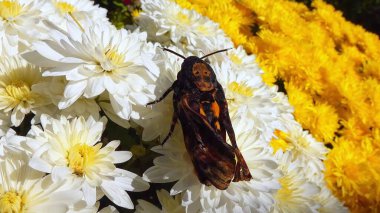 African death's-head hawkmoth Acherontia atropos - large rare hawk moth with poorly spread wings on flowers in the garden, southern Ukraine clipart