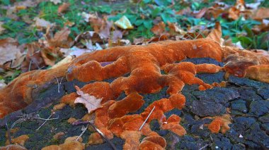 Phellinus Robustus - Odessa 'da bir bahçede yaşlı bir meşe ağacının üzerinde saprofitik ahşap mantar.