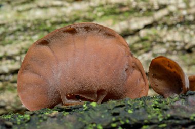 Auricularia auricula-judae - saprophytic fungus yaşlı bir ağaç kütüğünde yetişiyor, Odessa