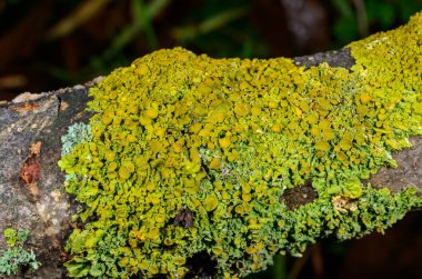 Xanthoria parietina - Mavi gökyüzüne karşı bir ağaç dalında sarı-yeşil liken, Odessa