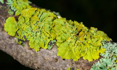 Xanthoria parietina - Mavi gökyüzüne karşı bir ağaç dalında sarı-yeşil liken, Odessa