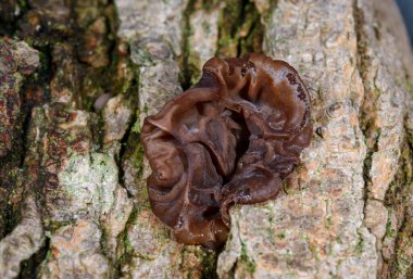 Auricularia auricula-judae - saprophytic fungus yaşlı bir ağaç kütüğünde yetişiyor, Odessa