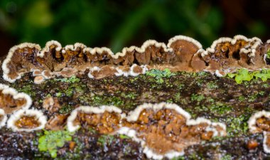 Sillindrobasidium gelişir - Odessa 'da çürümüş bir ağaç dalında saprotrofik kabuk mantarı