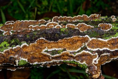 Sillindrobasidium gelişir - Odessa 'da çürümüş bir ağaç dalında saprotrofik kabuk mantarı