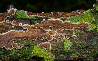 Sillindrobasidium gelişir - Odessa 'da çürümüş bir ağaç dalında saprotrofik kabuk mantarı