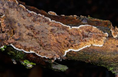 Sillindrobasidium gelişir - Odessa 'da çürümüş bir ağaç dalında saprotrofik kabuk mantarı