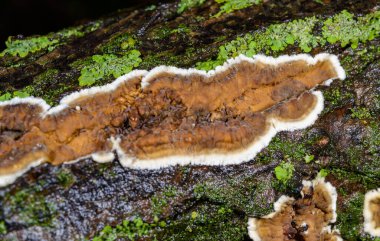 Sillindrobasidium gelişir - Odessa 'da çürümüş bir ağaç dalında saprotrofik kabuk mantarı
