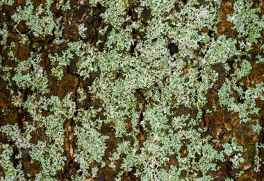 Green crustose lichens on old tree trunk, Odessa clipart