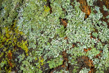 Odessa 'daki eski ağaç gövdesinde yeşil kabuklu zambaklar.