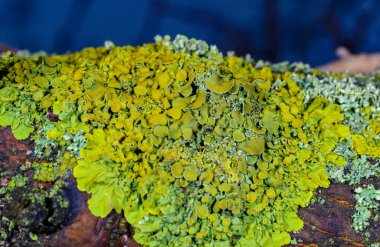 Xanthoria parietina - Odessa adında yaşlı bir ağacın gövdesinde sarı-yeşil liken çoğaltıyor.