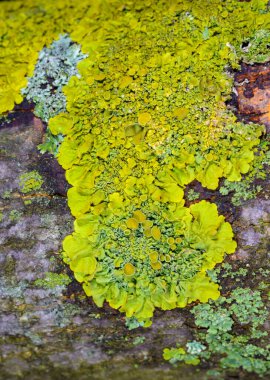 Xanthoria parietina - Odessa adında yaşlı bir ağacın gövdesinde sarı-yeşil liken çoğaltıyor.