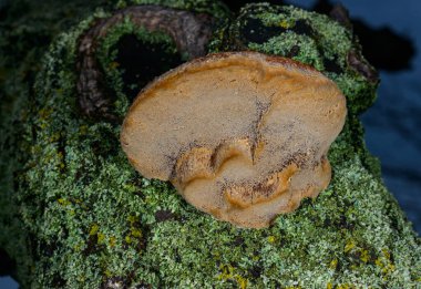 Phellinus sp. Odessa 'da yaşlı bir kayısı ağacında yetişen genç Tinder mantarı.