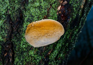 Phellinus sp. Odessa 'da yaşlı bir kayısı ağacında yetişen genç Tinder mantarı.