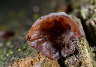 Auricularia auricula-judae - saprophytic fungus yaşlı bir ağaç kütüğünde yetişiyor, Odessa