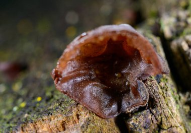 Auricularia auricula-judae - saprophytic fungus growing on an old tree stump, Odessa clipart