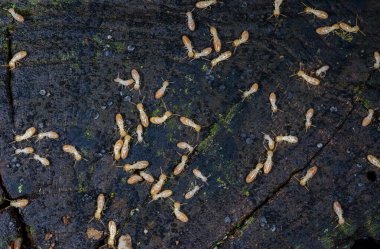 Reticulitermes lucifugus - A colony of termites living in rotten wood in southern Ukraine, Odessa clipart