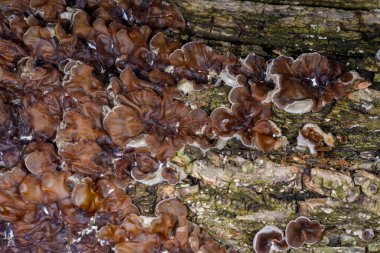 Auricularia mezanterica - Odessa adında yaşlı bir ağaç kütüğünde büyüyen saprofitik mantar