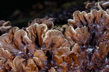 Auricularia mezanterica - Odessa adında yaşlı bir ağaç kütüğünde büyüyen saprofitik mantar