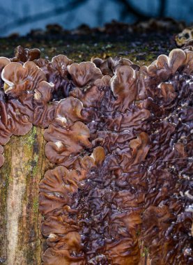 Auricularia mezanterica - Odessa adında yaşlı bir ağaç kütüğünde büyüyen saprofitik mantar
