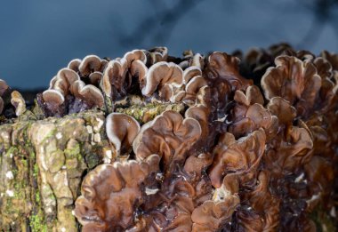 Auricularia mezanterica - Odessa adında yaşlı bir ağaç kütüğünde büyüyen saprofitik mantar