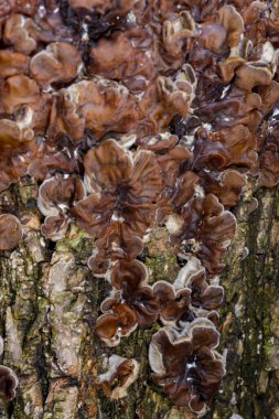 Auricularia mezanterica - Odessa adında yaşlı bir ağaç kütüğünde büyüyen saprofitik mantar