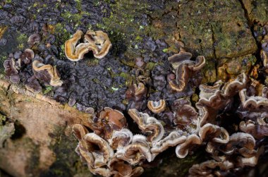 Auricularia mezanterica - Odessa adında yaşlı bir ağaç kütüğünde büyüyen saprofitik mantar