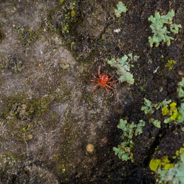 Acari Anystis agilis - red predatory mite on crustose lichens on a tree, Ukraine clipart