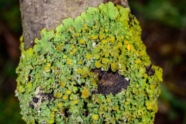 Green crustose lichens on old tree trunk, Odessa clipart