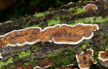 Sillindrobasidium gelişir - Odessa 'da çürümüş bir ağaç dalında saprotrofik kabuk mantarı