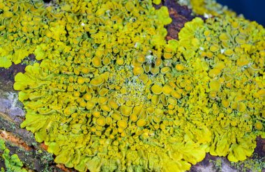 Xanthoria parietina - Odessa 'da bir ağaç dalında sarı-yeşil liken