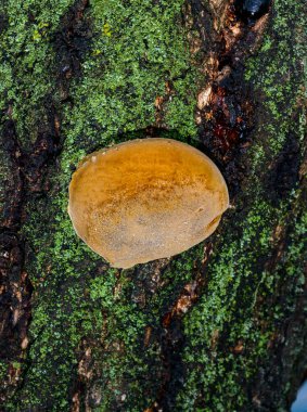 Phellinus sp. Odessa 'da yaşlı bir kayısı ağacında yetişen genç Tinder mantarı.