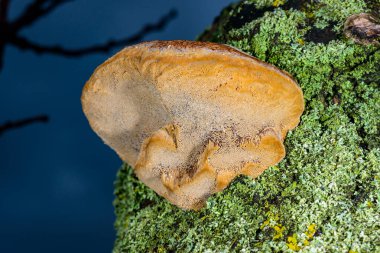 Phellinus sp. Odessa 'da yaşlı bir kayısı ağacında yetişen genç Tinder mantarı.