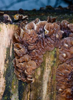 Auricularia mezanterica - Odessa adında yaşlı bir ağaç kütüğünde büyüyen saprofitik mantar